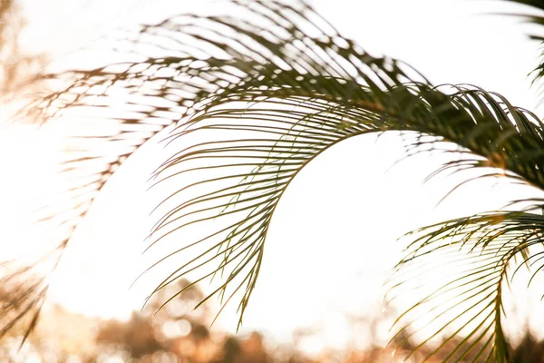 Beautiful Palm Leaves Green Leaves Palm Leaves White Background Summer — Stock Photo, Image