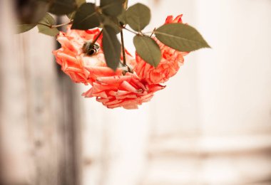 Hafif arka planda güller. Çalılıklarda güller. Yapraklı pembe çiçek. Narin çiçekler. Masaüstünde çiçekler var. Yukarıdan aşağıya güller