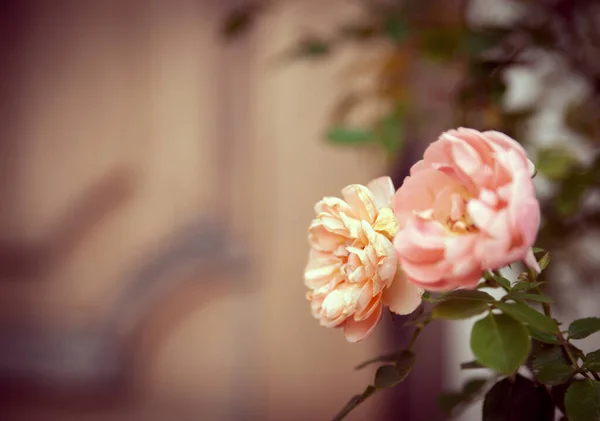 Троянди Світлому Фоні Троянди Кущі Рожева Квітка Листям Ніжні Квіти — стокове фото