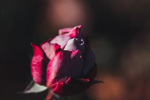 Ένα Ευαίσθητο Λουλούδι Απομονωμένο Τριαντάφυλλο Λουλούδια Θάμνο Ροζ Τριαντάφυλλο — Φωτογραφία Αρχείου