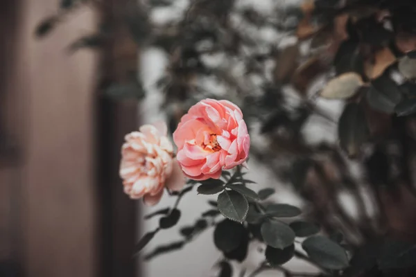 Delicate Flowers Bush Pink Roses Flowers Desktop — Stock Photo, Image