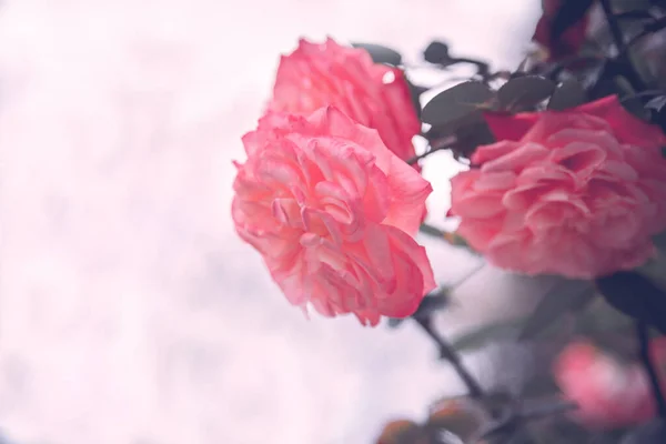 Ντελικάτα Λουλούδια Θάμνο Ροζ Τριαντάφυλλα Λουλούδια Για Την Επιφάνεια Εργασίας — Φωτογραφία Αρχείου
