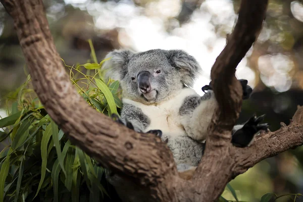 Söt koala på ett träd Royaltyfria Stockfoton