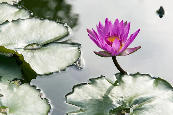 Lotus gölet üzerinde — Stok fotoğraf