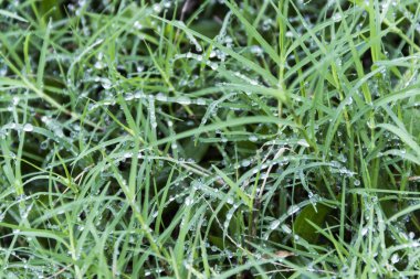 Çiy damlalı taze çimen