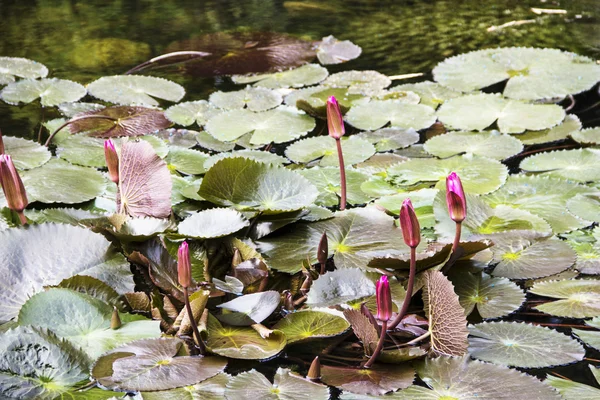Τα πολλά lotus οφθαλμός και τα φύλλα στη λίμνη — Φωτογραφία Αρχείου