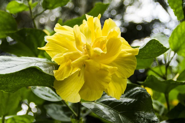 Gelbe Blüte — Stockfoto