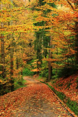 Ormanda sonbahar renkleriyle yol.