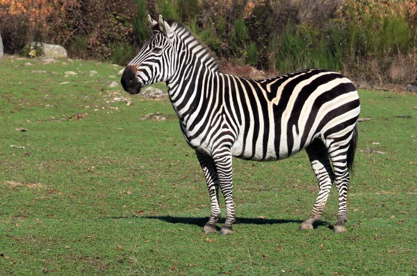 Zèbre Adulte Soleil Dans Robe Rayée Ils Appartiennent Genre Equus — Photo