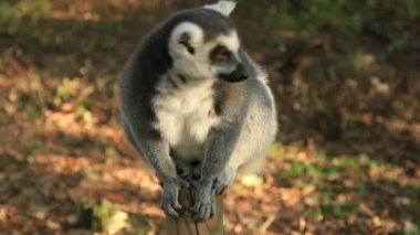 Madagascar lemur, lively and agile primate.