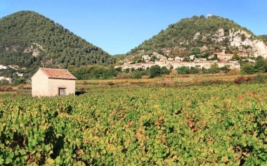 Provence 'deki Sguret köyünün üzüm bağlarında bir kulübe..