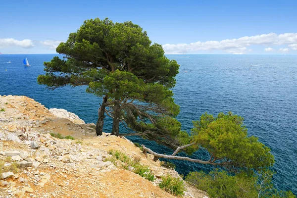 Cliff Creeks Marseille Which Tall Pines Cling — Fotografia de Stock