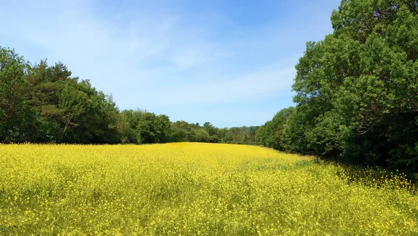 Yellow Field Rapeseed Lined Hundred Year Old Trees — ストック写真