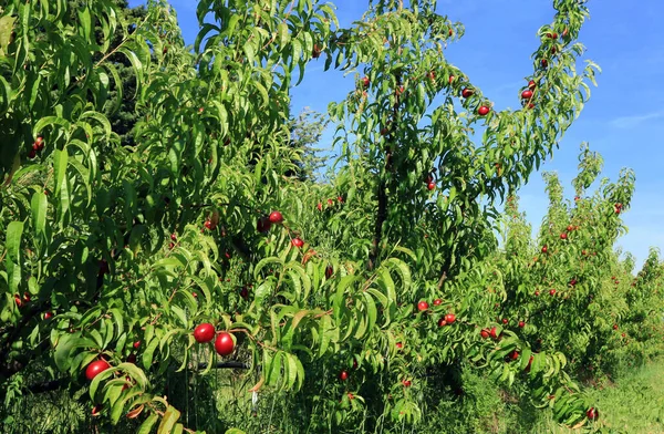 stock image Orchard trees laden with ripe fruit in sunny weather.Orchard trees laden with ripe fruit in sunny weather.