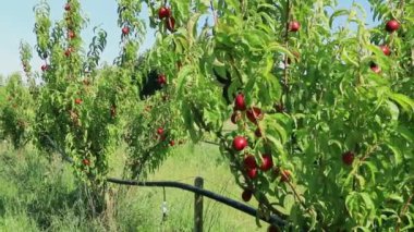 Olgun meyvelerle dolu meyve ağaçları güneşli havada.