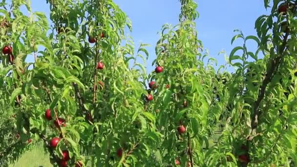 Orchard Trees Laden Ripe Fruit Sunny Weather — Stockvideo