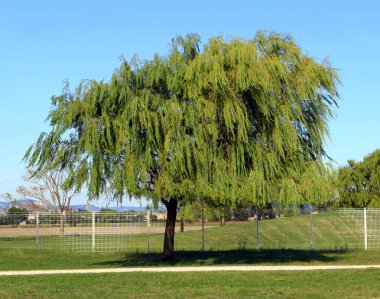 Dirty mourner isolated in a public park.