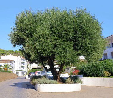 Olive tree isolated in a landscaped city garden.