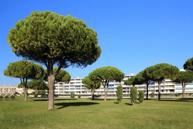 Public park planted with umbrella pines, on the edge of apartment buildings.
