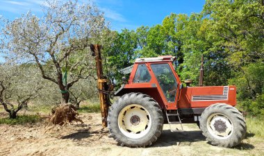 Uprooting and transplanting olive trees