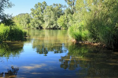 River water reflecting tall trees in a nature landscape