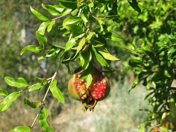 Granatapfel — Stockfoto