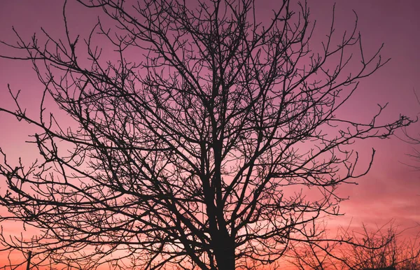 Baum Vor Orangefarbenem Sonnenuntergang — Stockfoto