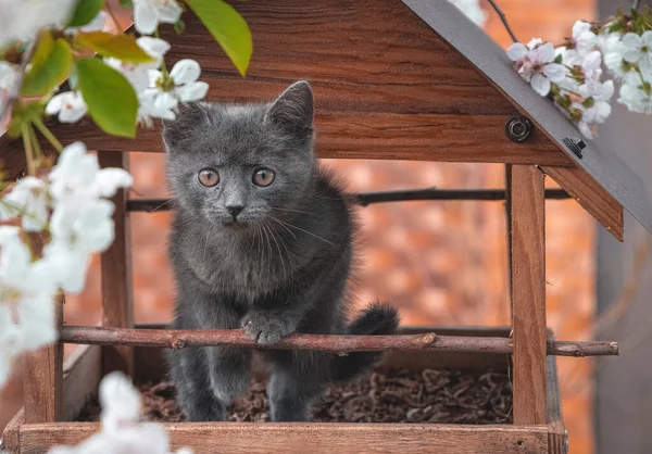 Kuş Yemliğinde Oturan Küçük Gri Kedi Yavrusu — Stok fotoğraf