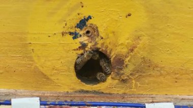 Arılar kovana tırmanır, arılar çalışır, arılar kovanlara tırmanır..