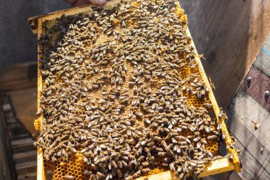 Arıcılık, kovandan çıkarılmış çerçeve, balmumu ve bir sürü arı.