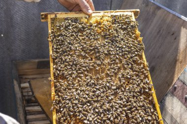 Arıcı, arı yetiştiricisi bir çerçeve tutuyor.