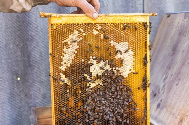 Arıcılık, arıcılık... Arılarla çevrili çerçeve, kapat.