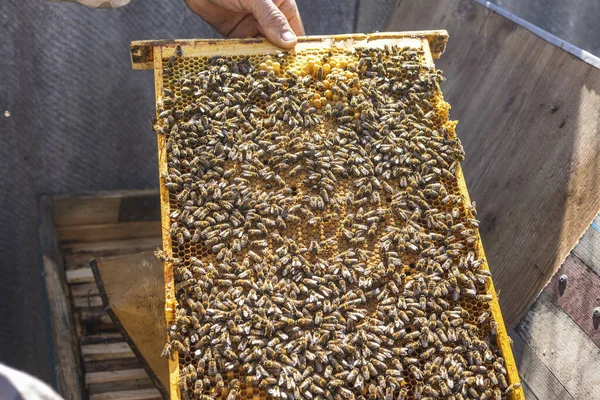 Arıcı, arı yetiştiricisi bir çerçeve tutuyor.