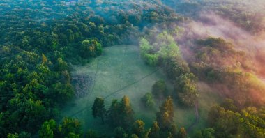 Sabah sisi, ormanda şafak, ağaçlara düşen güneş ışınları, drone görüntüsü, hava fotoğrafçılığı.