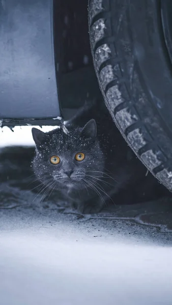 Kış Sarı Gözlü Gri Bir Kedi Kafasında Karla Bir Kedi — Stok fotoğraf