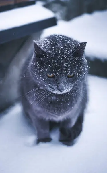 Inverno Gato Cinzento Com Olhos Amarelos Gato Com Neve Cabeça — Fotografia de Stock