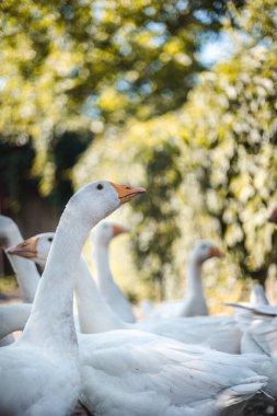 Portrait of a young goose
