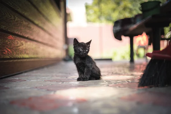 Portrait Little Black Kitten — Stok fotoğraf