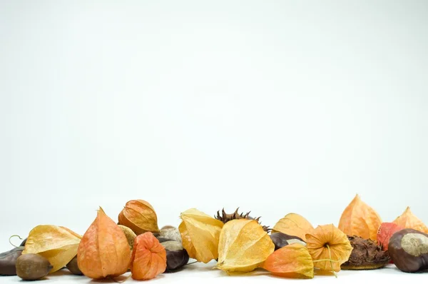 Fruta de castanha com cereja de inverno — Fotografia de Stock