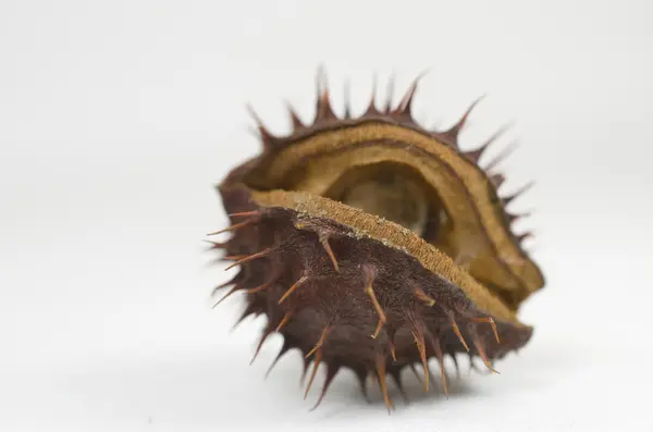 Frutos de castaña — Foto de Stock