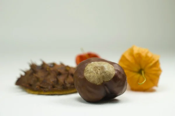 Fruta de castaña con cereza de invierno — Foto de Stock