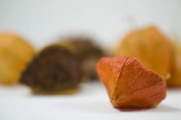 Fruta de castanha com cereja de inverno — Fotografia de Stock