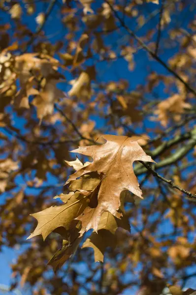 Feuilles d'érable d'automne — Photo