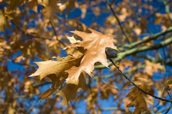 Feuilles d'érable d'automne — Photo