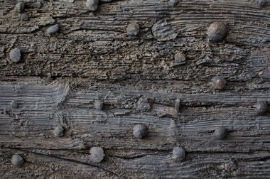 Perçin ile eski meşe