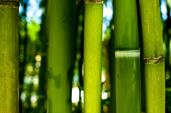 Van bamboe — Stockfoto