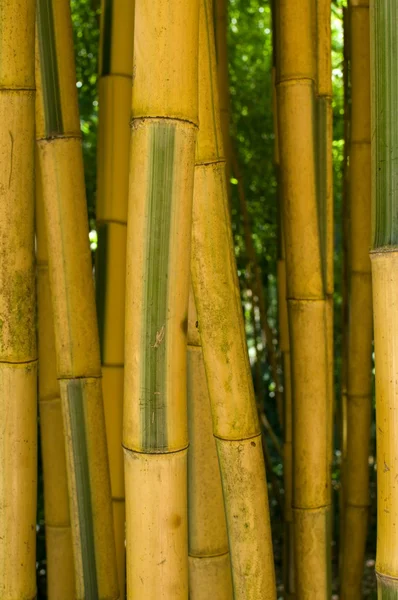 Van bamboe — Stockfoto