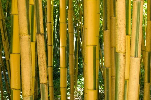 Bambu. — Stok fotoğraf