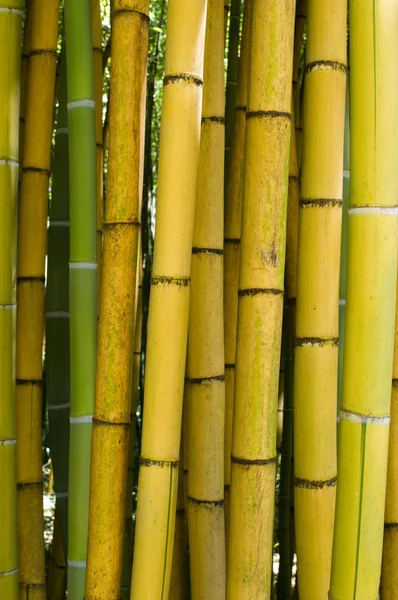 Floresta de bambu — Fotografia de Stock