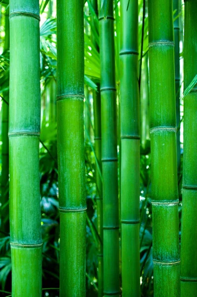 Bambu. — Stok fotoğraf